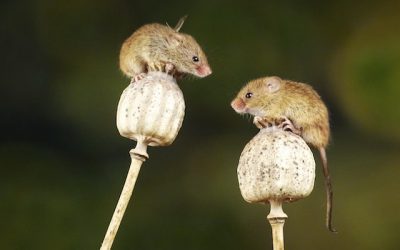 animals and the pharmaceutical industry