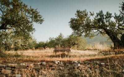 To maintain your brain, eat like a Greek