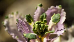 flowering brassica | Dr. Orna Izakson |telemedicine for Alaska and Oregon