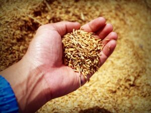 brown rice loves your heart | Dr. Orna Izakson | naturopathic medicine | herbal medicine | telemedicine for Alaska and Oregon