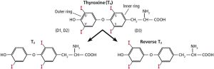 Architecture of three versions of thyroid hormone, including thyroxine or T4 (four iodines,) triiodothyronine or T3 (three iodine molecules) and reverse T3. The iodines molecules differentiating the compounds are in red. | Dr. Orna Izakson | Alaska Naturopathic Doctor | Oregon Naturopathic Physician