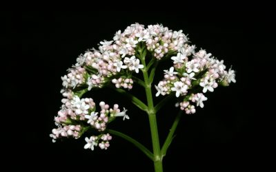 the popular sleep herb I never use