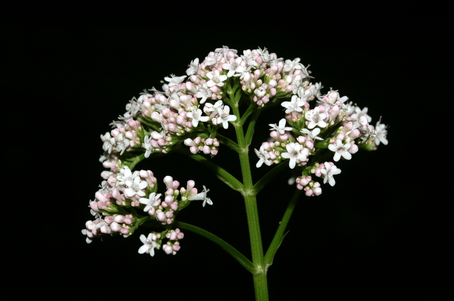 the popular sleep herb I never use
